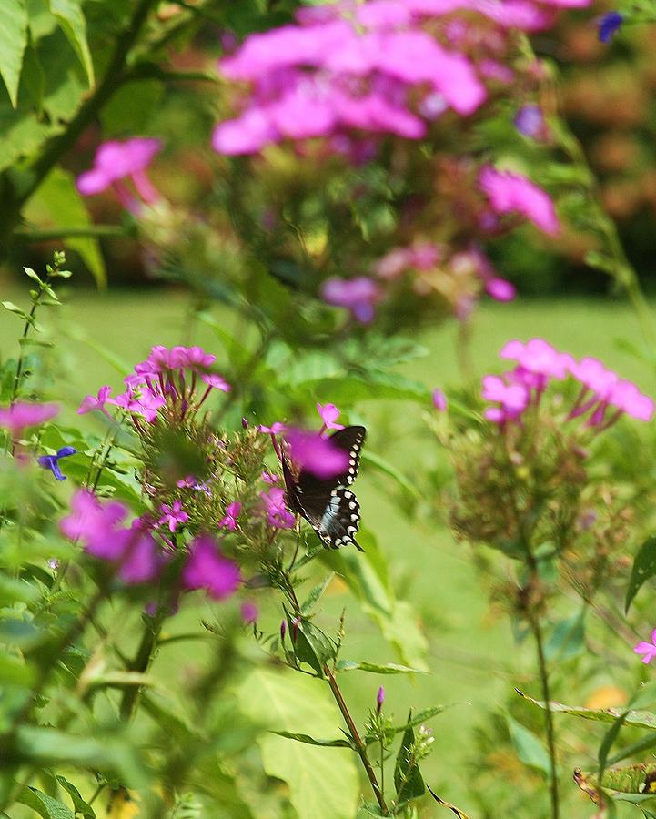 Hidden Butterfly Photograph