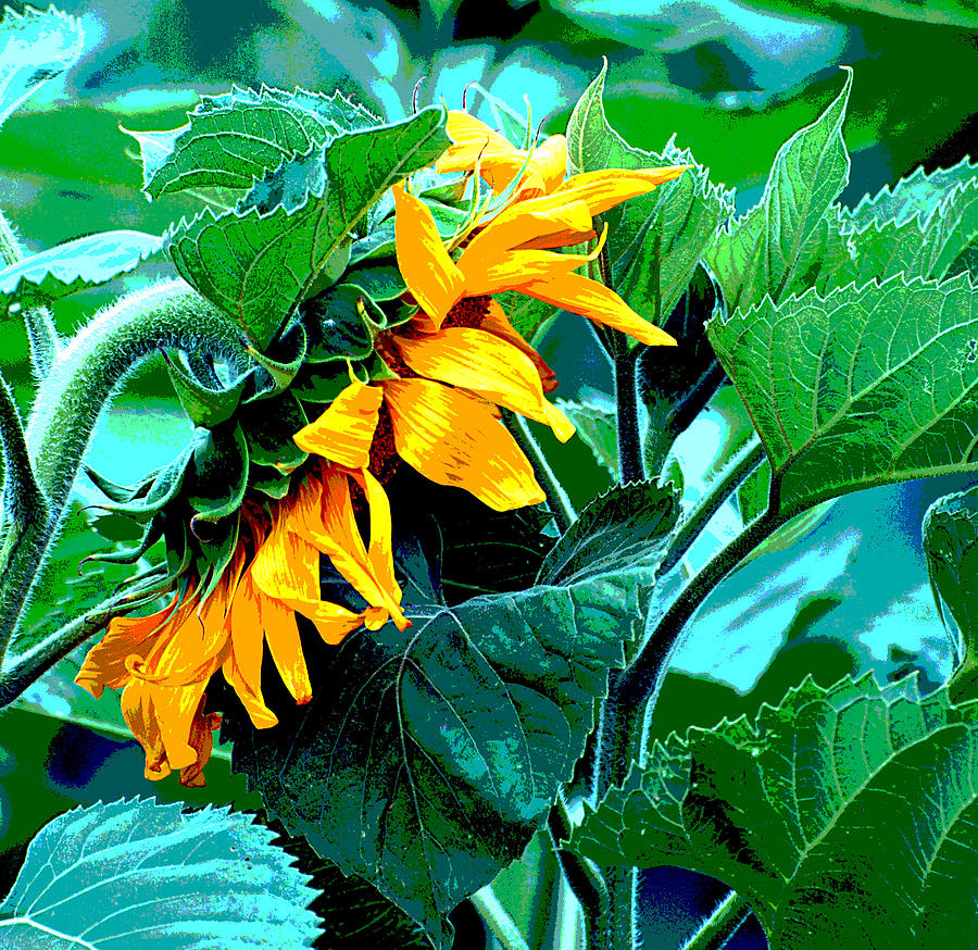 Shy Sunflower Photograph by Linda Cox