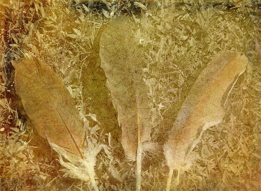 Hidden Feathers Photograph by Linda Segerson