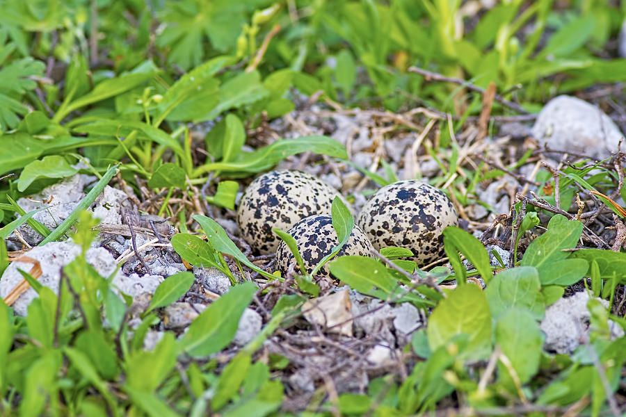 Egg Photograph - Hidden in Plain Sight by Gary Holmes