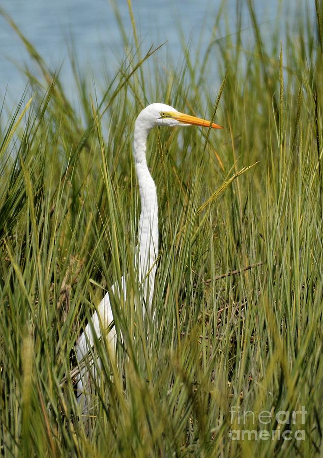 Hidden In The Marsh Grasses Photograph by Kathy Baccari