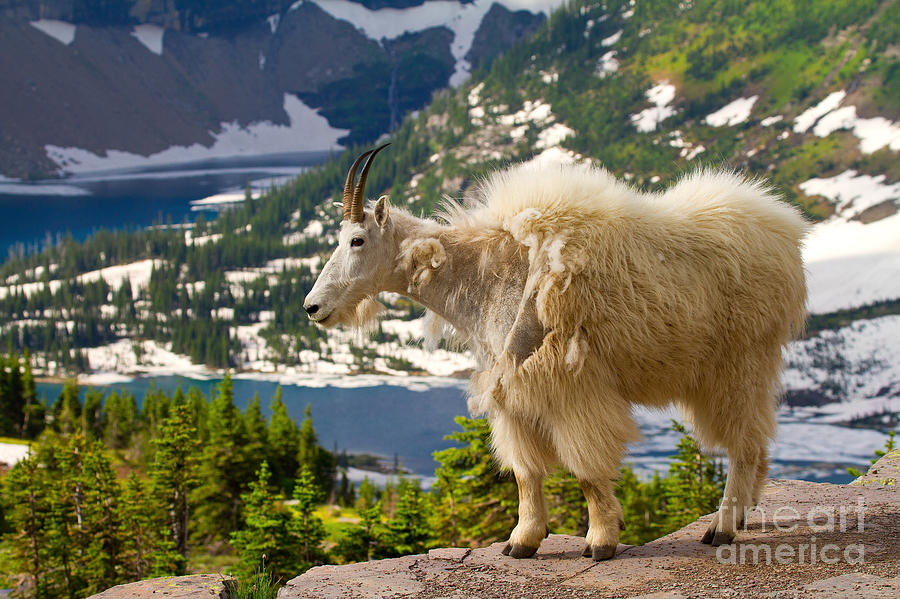 Hidden Lake Goat Photograph by Aaron Whittemore