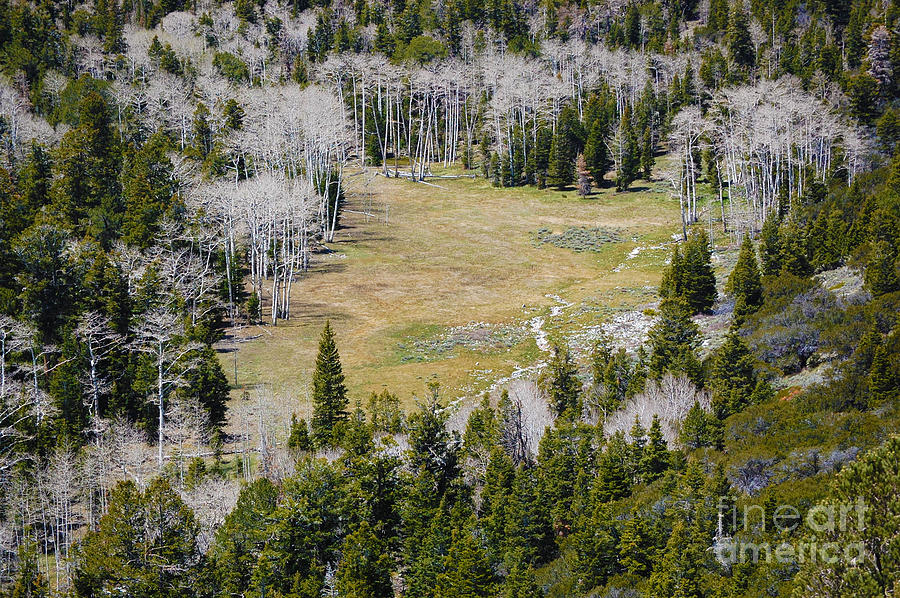 Great Basin National Park Photograph - Hidden Meadow by Debra Thompson