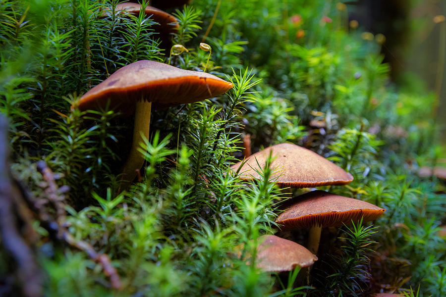 Holiday Photograph - Hidden mushrooms in the forest by Andreas Levi