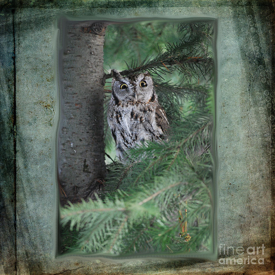 Hidden Owl Photograph by Sharon Elliott