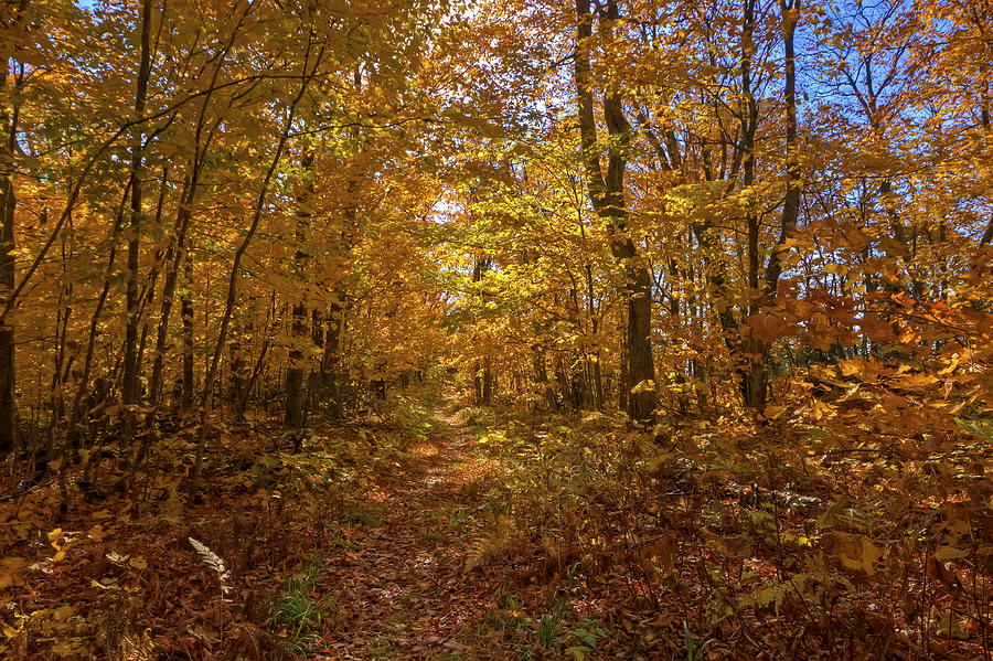 Fall Photograph - Hidden Path by Bryan Benson