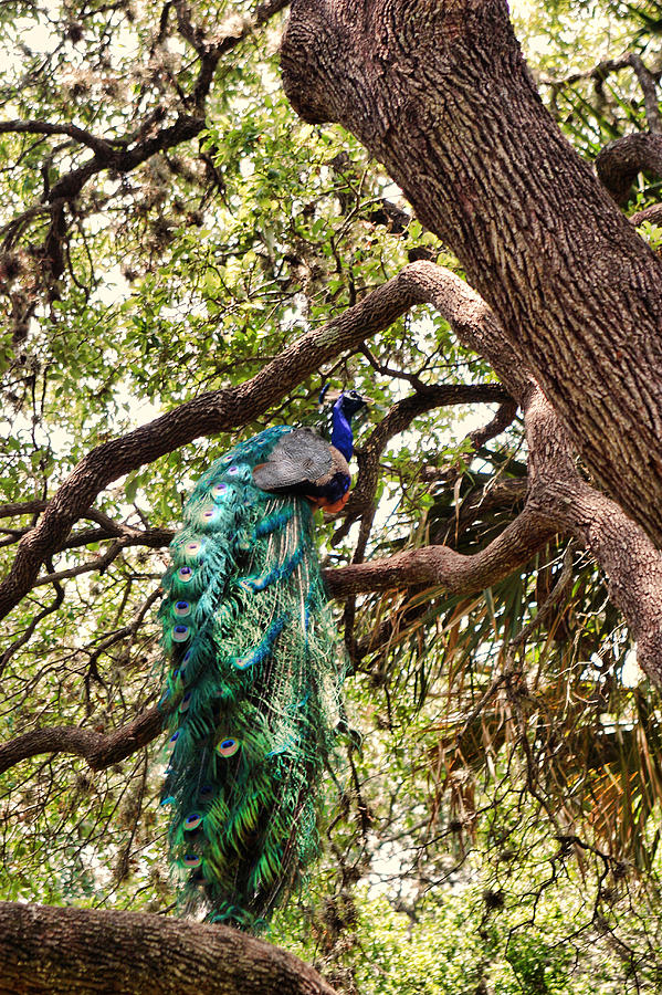 Nature Photograph - Hidden Peacock by Linda Phelps