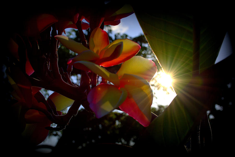 Hidden Plumeria Photograph by Lori Seaman