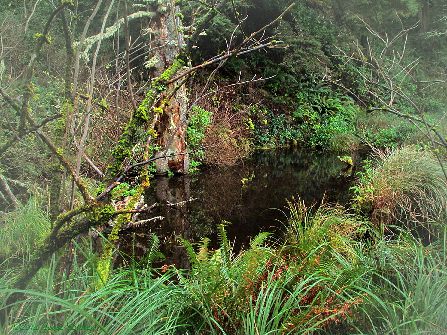 Hidden Pond In The Forest Photograph by Joyce Dickens