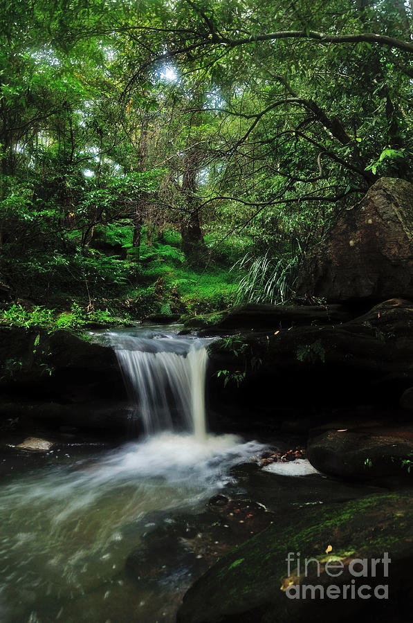 Hidden Rainforest Photograph by Kaye Menner