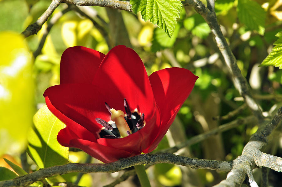Hidden Red Tulip Photograph by Tikvahs Hope