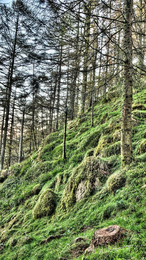 Nature Photograph - Hidden Rocks of the Larch Forest by Weston Westmoreland