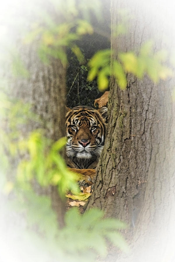 Hidden Tiger Photograph by Wes and Dotty Weber