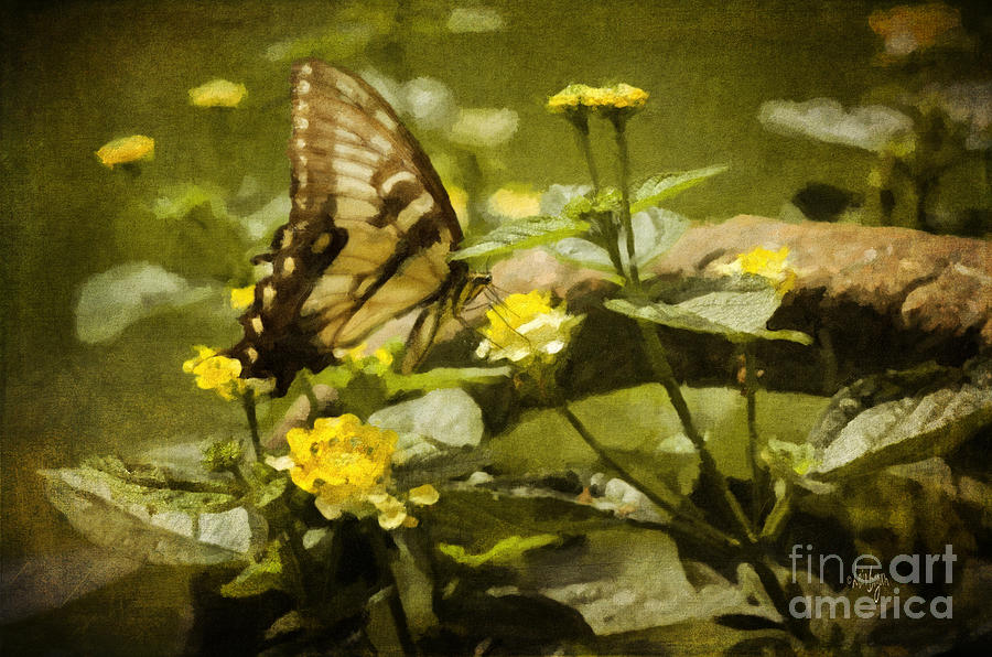 Butterfly Photograph - Hidden Treasure by Lois Bryan