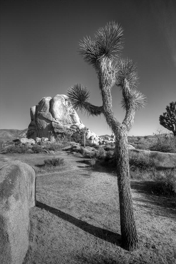National Parks Photograph - Hidden Valley Joshua by Peter Tellone