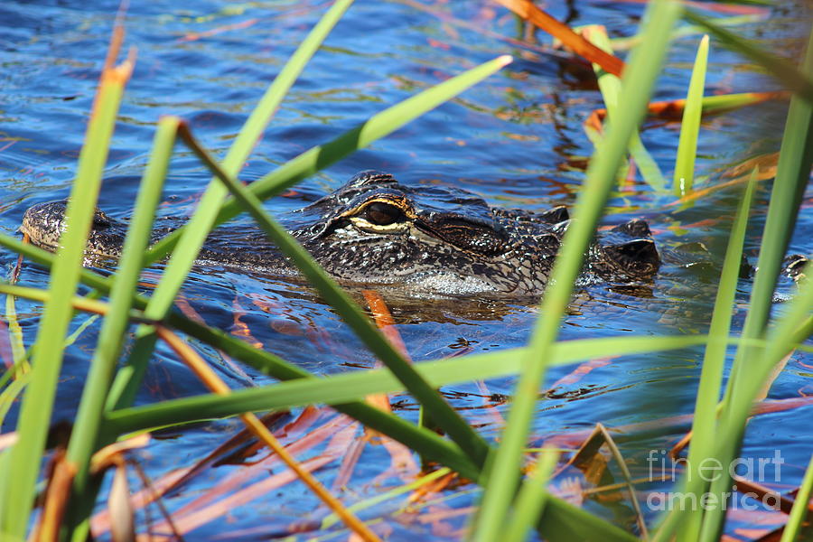 Hide and Gator Photograph by Andre Turner