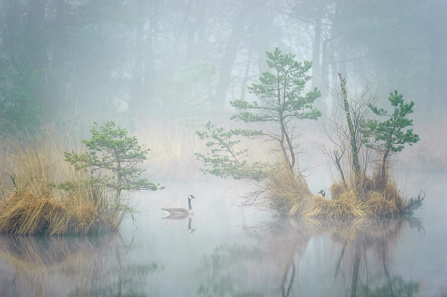 Goose Photograph - Hide And Seek by Andrew George
