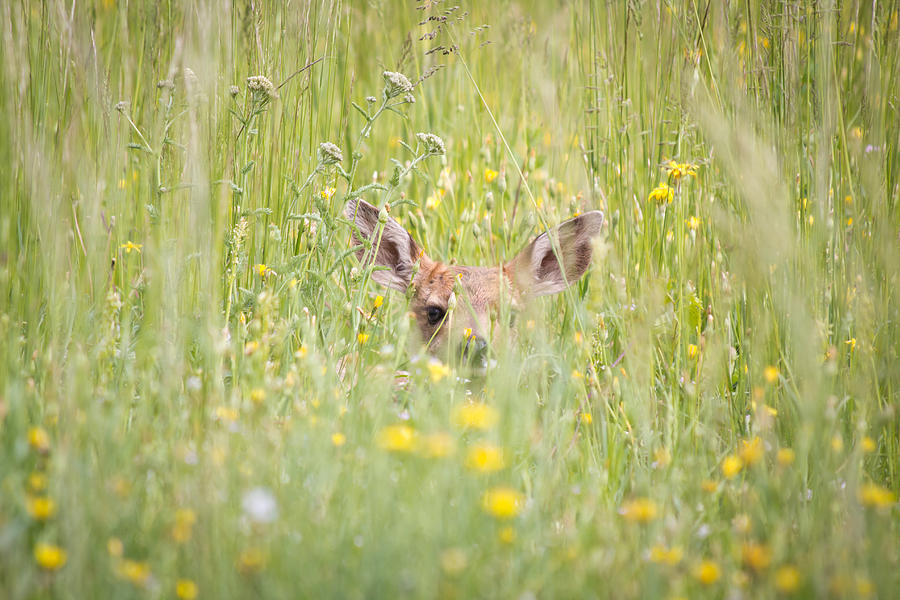Hide and Seek - Mule Deer Fawn - Casper Mountain - Casper Wyoming Photograph by Diane Mintle