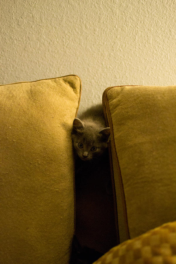 Cat Photograph - Hide and Seek by Matt Radcliffe