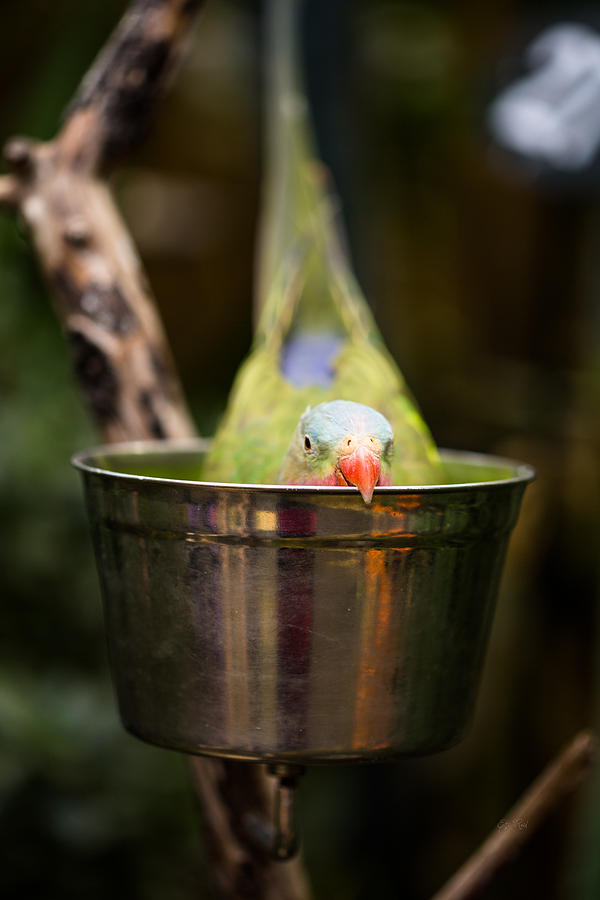 Hide and seek princess parrot Photograph by Eti Reid