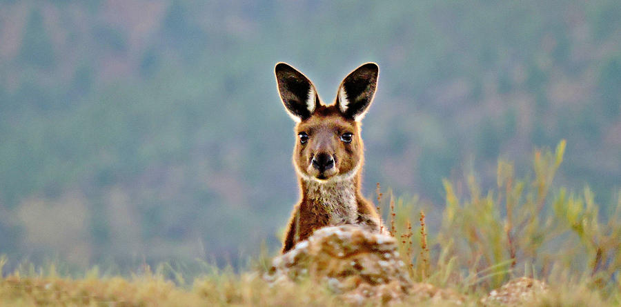 Kangaroo Photograph - Hide and Seek by Tim Lindner