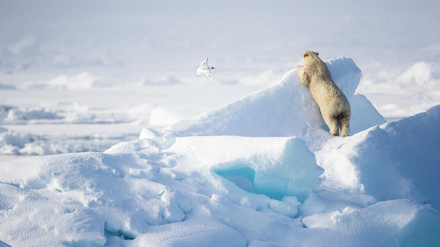 Winter Photograph - Hide And Seek, Ursus Maritimes, Fulmars by Raffi Maghdessian