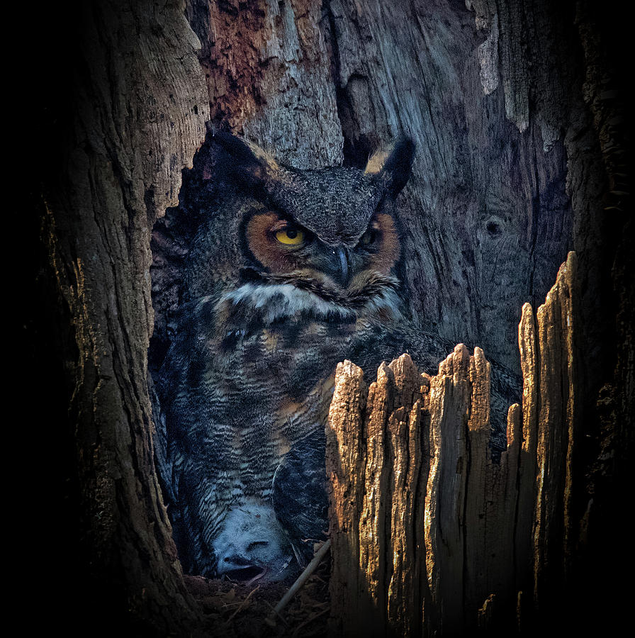 Owl Photograph - Hide And Seek by Yu Cheng