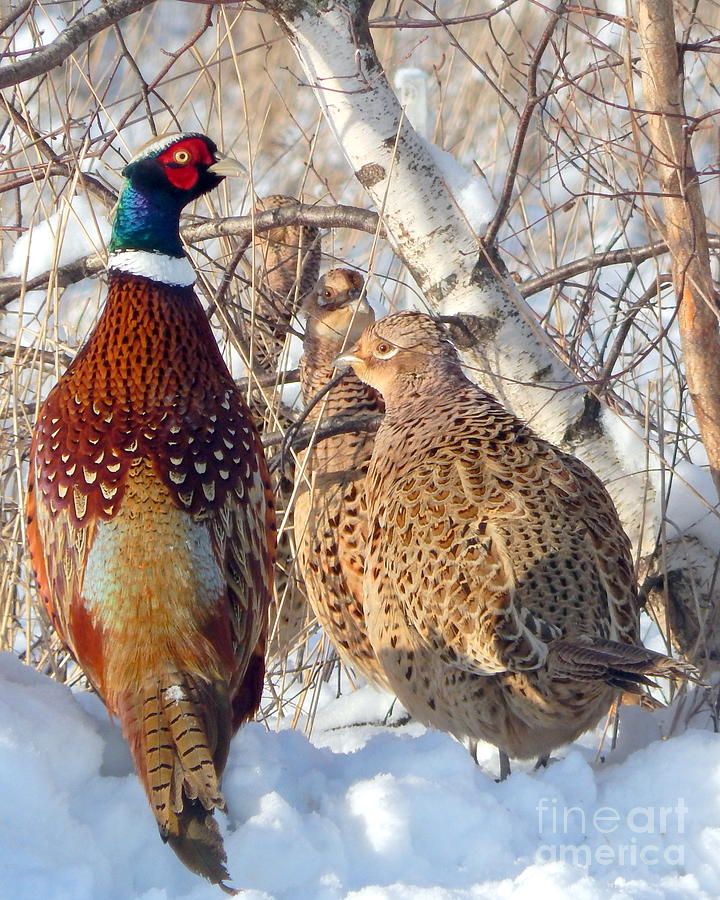 Pheasant Photograph - Hide Here by Karen Cook