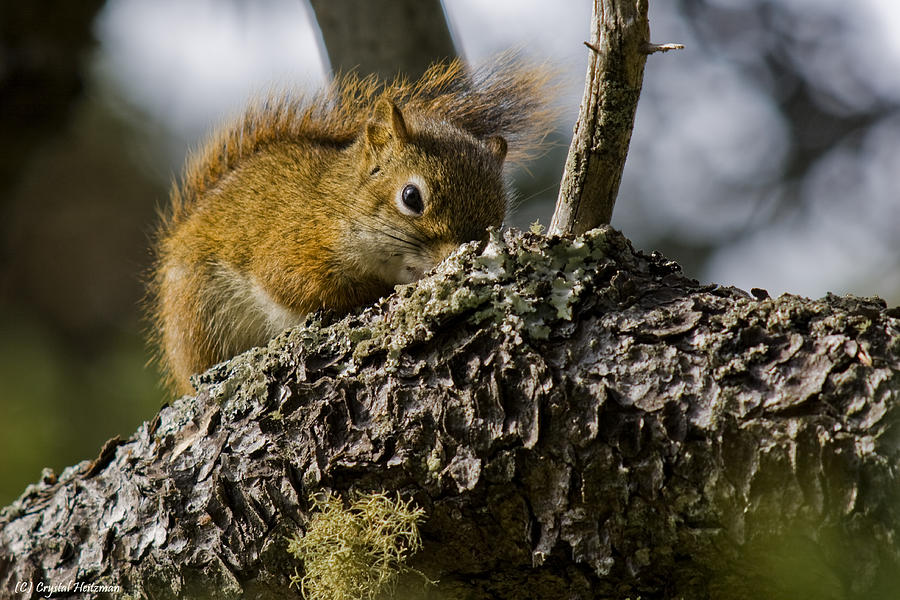 hide and seek squirrels