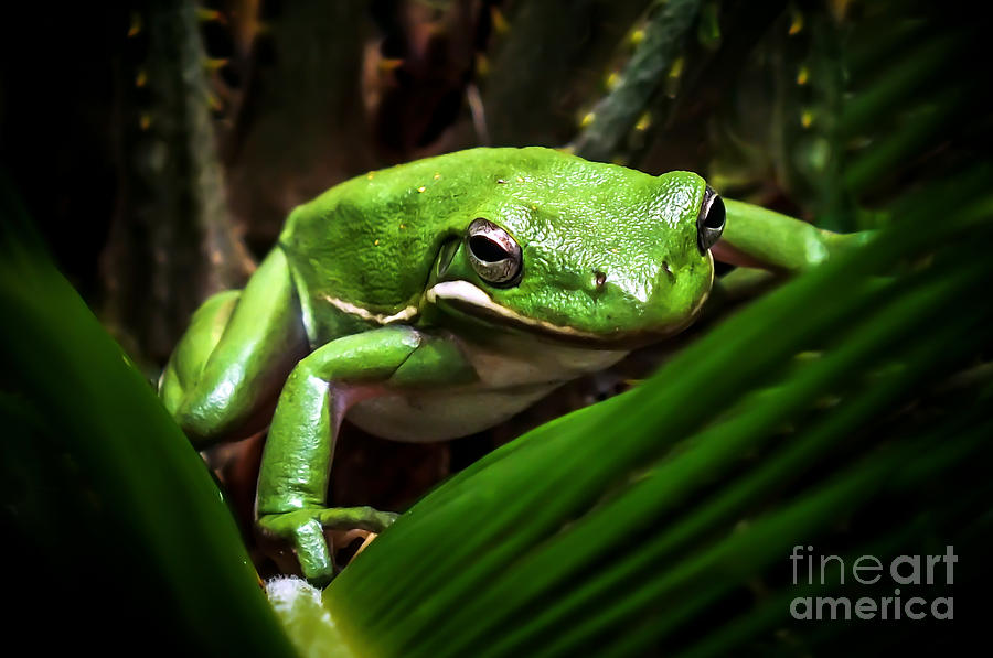 Frog Photograph - Hide N Seek by Karen Wiles
