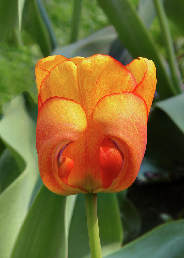 Hide-n-Seek Tulip Photograph by Harold Rau