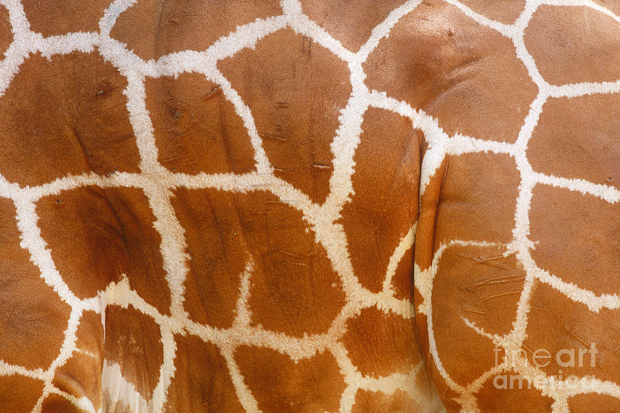 Hide Of A Reticulated Giraffe Photograph by Art Wolfe