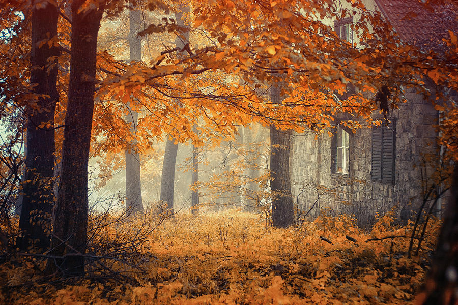Fall Photograph - Hideaway by Ildiko Neer
