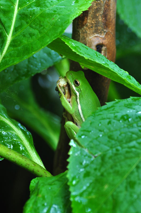 Frog Photograph - Hideout by Gail Butler