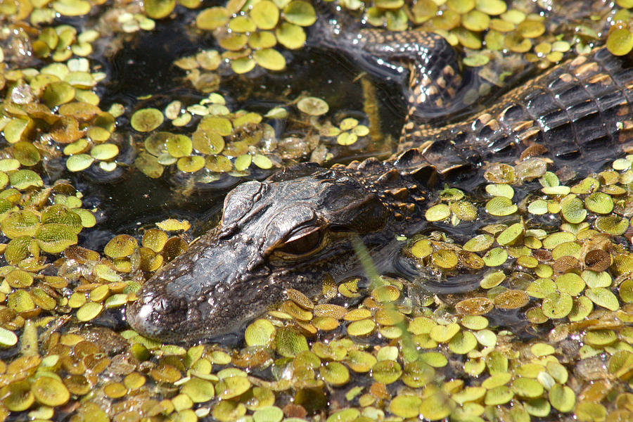 Alligator Photograph - Hiding Alligator by Larry Allan