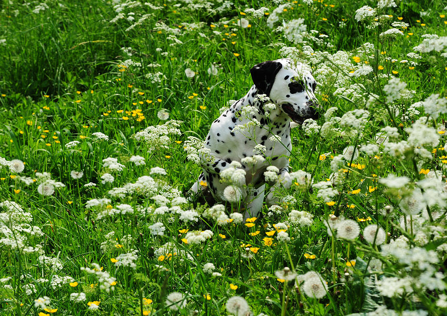 Hiding Among Dandelions. Kokkie. Dalmation Dog Photograph by Jenny Rainbow