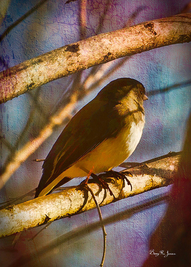 Bird - Perched - Hiding Photograph by Barry Jones
