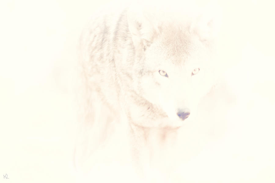 Wolves Photograph - Hiding Behind Those Eyes by Karol Livote