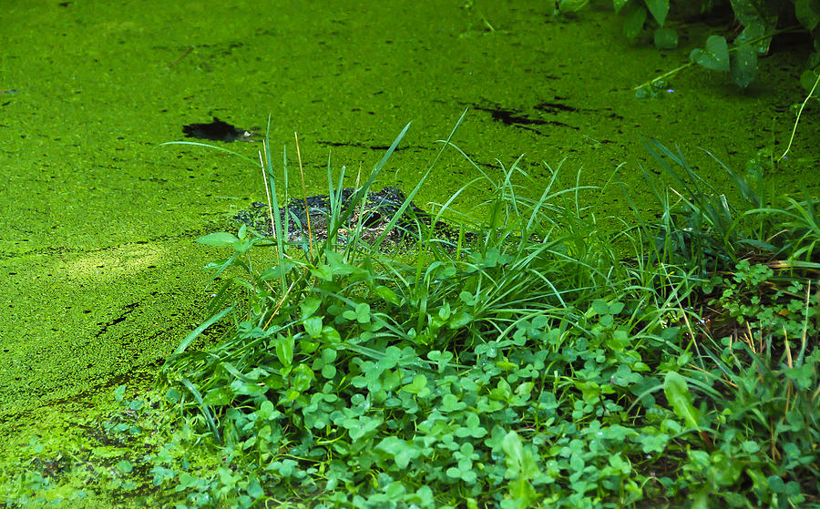 Hiding Caiman Photograph by Oswald George Addison