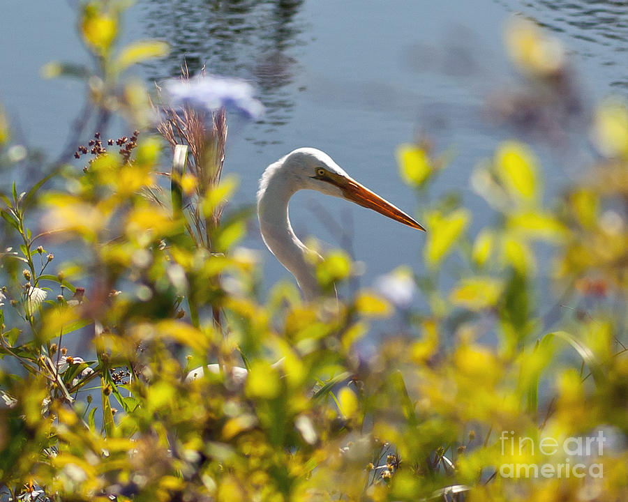 Hiding Egret Photograph by Stephen Whalen