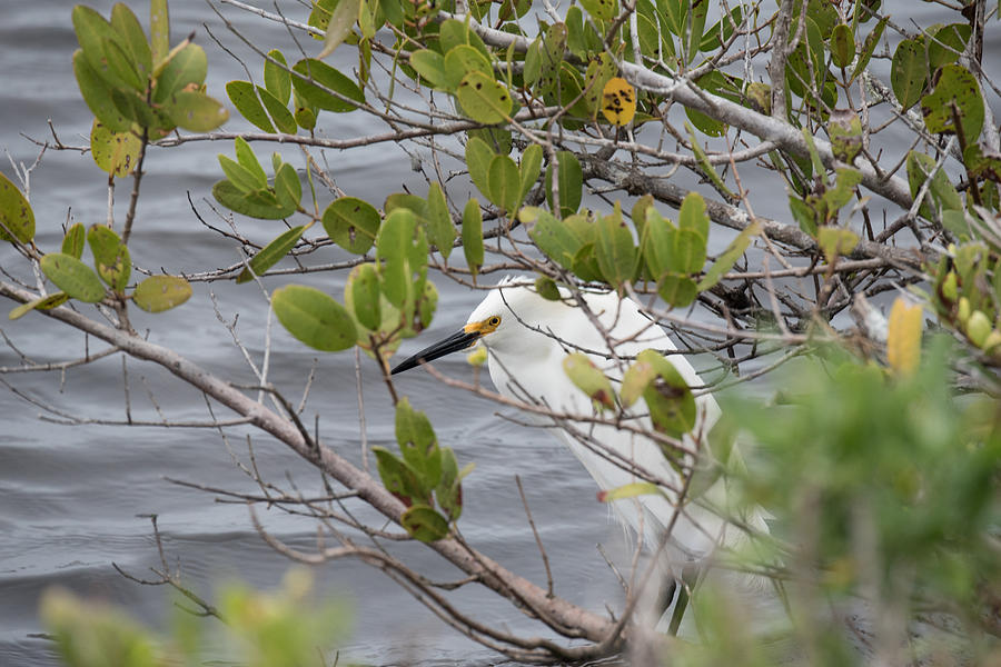 Nature Photograph - Hiding in the mangroves by Michael Gooch