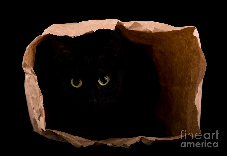 Hiding in the Paper Bag Photograph by Sari ONeal