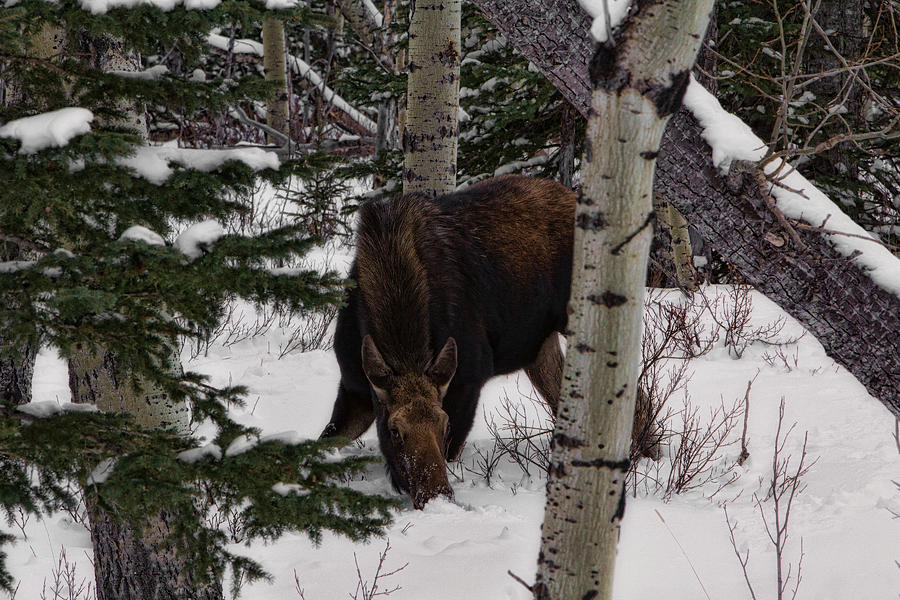 Moose Photograph - Hiding.. by Jason Bennett