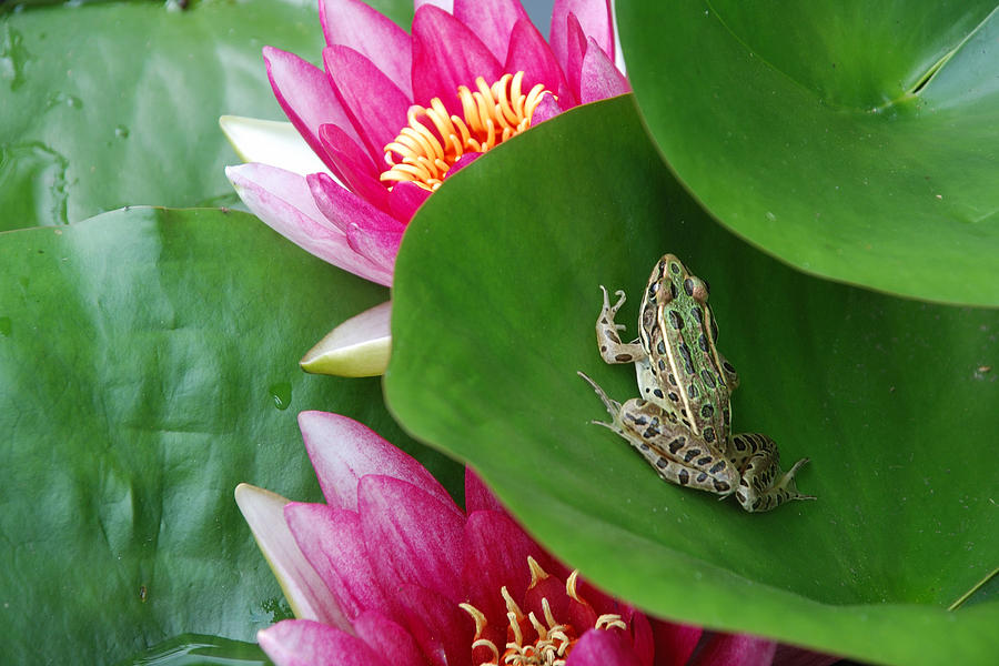 HIDING ON THE LILY PAD No.1 Photograph by Janice Adomeit
