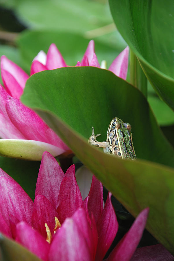 Frog Photograph - HIDING ON THE LILY PAD No.2 by Janice Adomeit