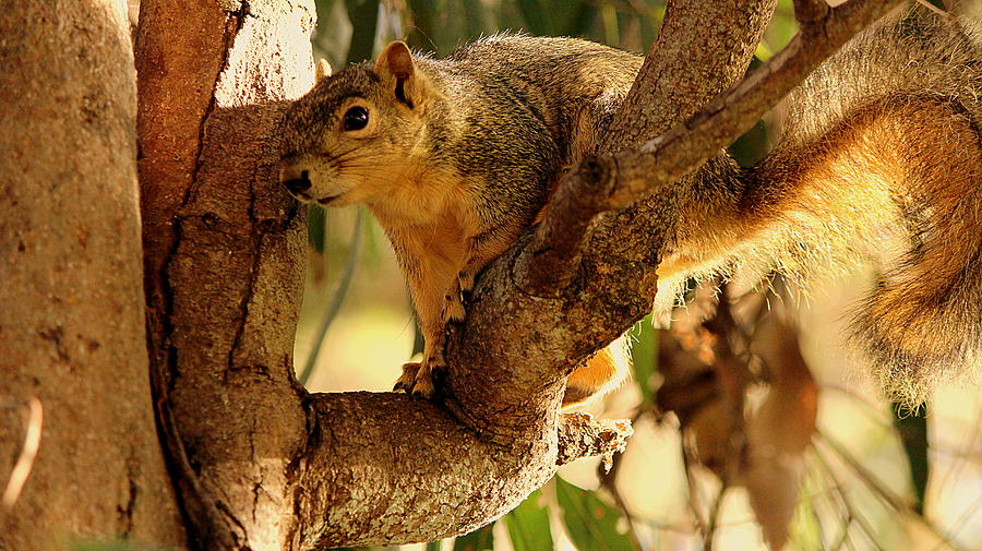 Hiding Squirrel Photograph by Jason Sewell - Pixels