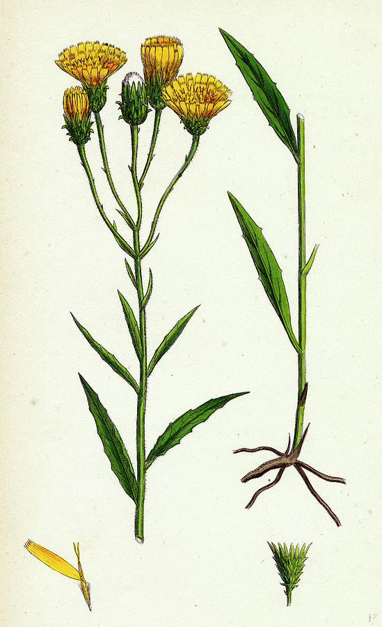 Hieracium Umbellatum Narrow-leaved Hawkweed Drawing by English School ...