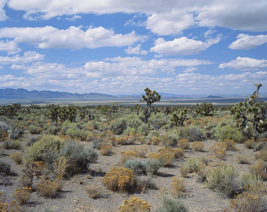 High-altitude Desert, Nevada Photograph by Charlie Ott
