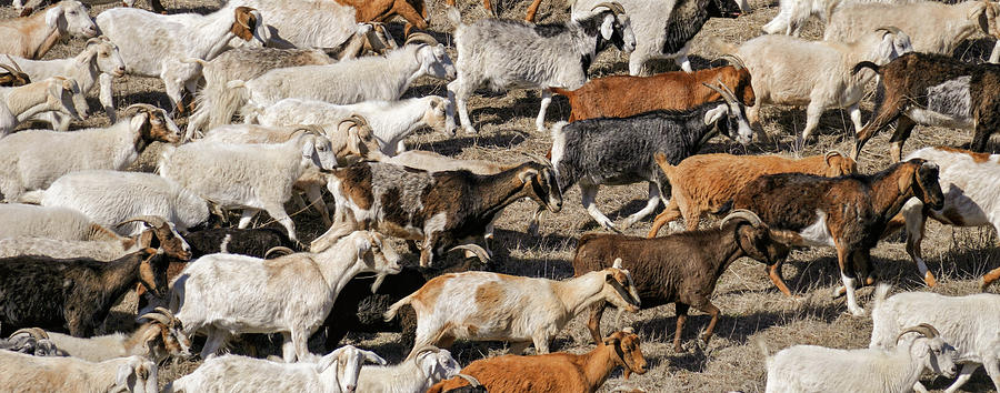 Goat Photograph - High Angle View Of A Herd Of Goats by Animal Images
