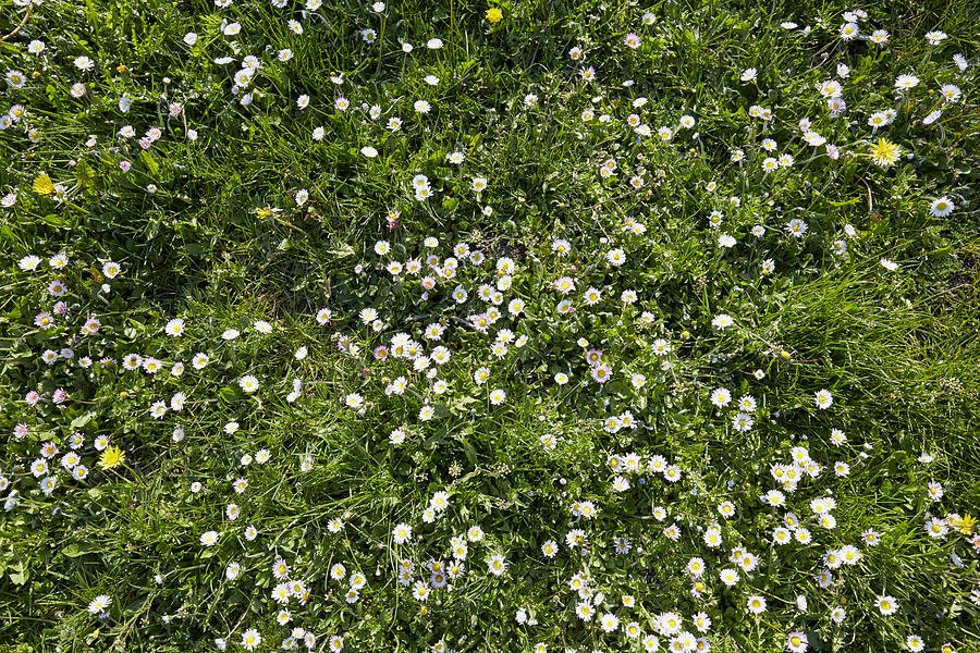 High angle view of a meadow with white daisy flowers Photograph by The_burtons